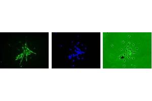 Immunofluorescence (IF) image for anti-Nestin (NES) antibody (ABIN2452056) (Nestin Antikörper)