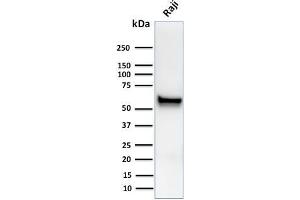 Western Blot Analysis of human Raji cell lysates using Spastin Mouse Monoclonal Antibody (Sp 6C6). (Spastin Antikörper)