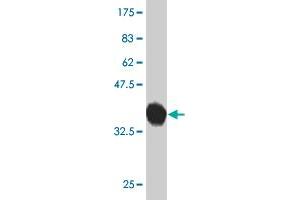 Western Blot detection against Immunogen (37. (PCDHGB2 Antikörper  (AA 94-199))