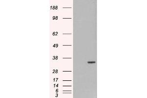 HEK293 overexpressing ORC6L (ABIN5453564) and probed with  (mock transfection in first lane). (ORC6 Antikörper  (C-Term))