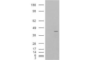 Image no. 2 for anti-Neutrophil Cytosolic Factor 4, 40kDa (NCF4) (Internal Region) antibody (ABIN374770) (NCF4 Antikörper  (Internal Region))