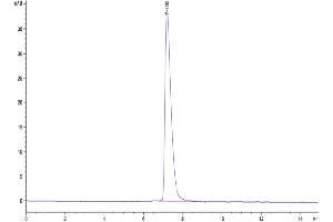 The purity of Human NCAM-1 is greater than 95 % as determined by SEC-HPLC.