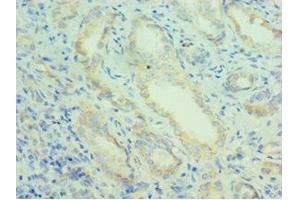 Immunohistochemistry of paraffin-embedded human kidney tissue using ABIN7162944 at dilution of 1:100 (Peroxiredoxin 5 Antikörper  (AA 53-214))