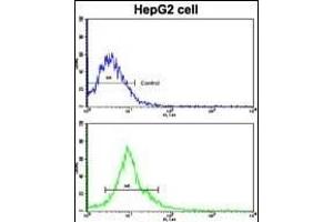 Flow cytometric analysis of HepG2 cells using FR Antibody (N-term)(bottom histogr) compared to a negative control cell (top histogr). (AMFR Antikörper  (AA 571-601))