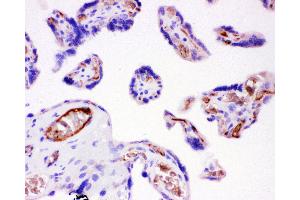 Anti-ITGB1 Picoband antibody,  IHC(P): Human Placenta Tissue (ITGB1 Antikörper  (AA 527-728))