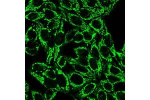 Confocal Immunofluorescence image of HeLa cells using Cytochrome C Mouse Monoclonal Antibody (6H2. (Cytochrome C Antikörper)