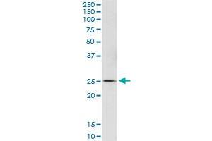 GSTA4 MaxPab polyclonal antibody. (GSTA4 Antikörper  (AA 1-222))