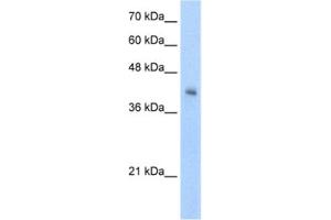 Western Blotting (WB) image for anti-V-Set and Immunoglobulin Domain-Containing Protein 4 (VSIG4) antibody (ABIN2462435) (VSIG4 Antikörper)