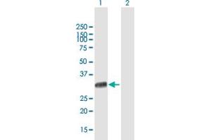 Western Blot analysis of UNC119 expression in transfected 293T cell line by UNC119 MaxPab polyclonal antibody.