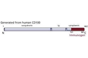 Image no. 3 for anti-Sema Domain, Immunoglobulin Domain (Ig), Transmembrane Domain (TM) and Short Cytoplasmic Domain, (Semaphorin) 4D (SEMA4D) (AA 721-861) antibody (ABIN968102) (SEMA4D/CD100 Antikörper  (AA 721-861))