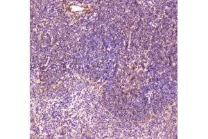 IHC testing of FFPE mouse spleen tissue with CD163 antibody at 1ug/ml. (CD163 Antikörper)