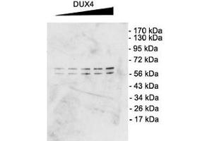 DUX4 Western Blot. (DUX4 Antikörper  (C-Term))