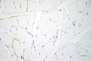 Immunohistochemistry was performed on paraffin-embedded mouse skeletal muscle using caveolin 3 antibody (ABIN7797947), 1:200). (Rekombinanter Caveolin 3 Antikörper)