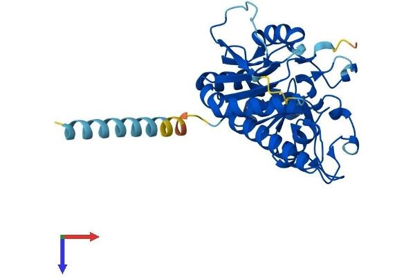GLT6D1 Protein (AA 1-311) (His tag)
