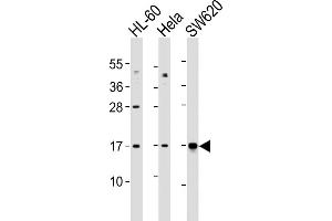 All lanes : Anti-UBE2N Antibody (Center) at 1:1000 dilution Lane 1: HL-60 whole cell lysates Lane 2: Hela whole cell lysates Lane 3: S whole cell lysates Lysates/proteins at 20 μg per lane. (UBE2N Antikörper  (AA 41-74))
