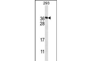 F122A Antibody (Center) (ABIN657936 and ABIN2846880) western blot analysis in 293 cell line lysates (35 μg/lane). (FAM122A Antikörper  (AA 108-136))