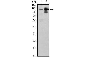 Western Blot showing UBE1L antibody used against Raji (1) and THP-1 (2) cell lysate. (UBA7 Antikörper)