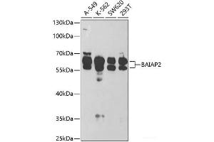 Western blot analysis of extracts of various cell lines using BAIAP2 Polyclonal Antibody at dilution of 1:1000. (BAIAP2 Antikörper)