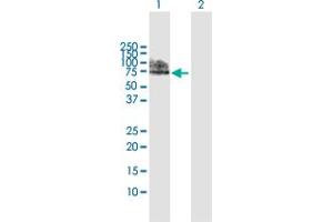 Western Blot analysis of NAE1 expression in transfected 293T cell line by NAE1 MaxPab polyclonal antibody. (NAE1 Antikörper  (AA 1-534))