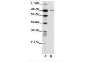 Image no. 1 for anti-LAS1-Like (LAS1L) (AA 544-593) antibody (ABIN202888) (LAS1L Antikörper  (AA 544-593))