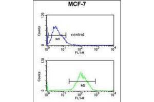 Flow cytometric analysis of MCF-7 cells (bottom histogram) compared to a negative control cell (top histogram). (CBX1 Antikörper  (C-Term))