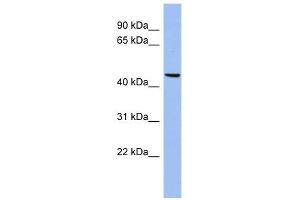 Matrilin 3 antibody used at 1 ug/ml to detect target protein.