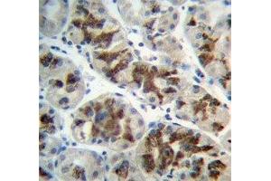 IHC analysis of FFPE human stomach and CTGF antibody (CTGF Antikörper  (AA 166-193))