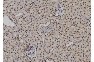 ABIN6276909 at 1/100 staining Mouse kidney tissue by IHC-P. (POLH Antikörper  (Internal Region))