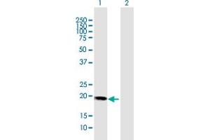 Western Blot analysis of HBXIP expression in transfected 293T cell line by HBXIP MaxPab polyclonal antibody.