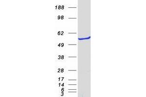 Western Blotting (WB) image for IMP (Inosine 5'-Monophosphate) Dehydrogenase 2 (IMPDH2) protein (Myc-DYKDDDDK Tag) (ABIN2723436)