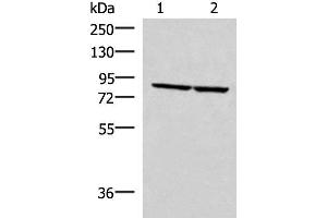 Western blot analysis of PC3 and NIH/3T3 cell lysates using ABLIM3 Polyclonal Antibody at dilution of 1:400 (ABLIM3 Antikörper)