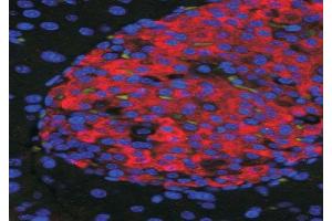 ABIN2560676 (50ug/ml) staining of islets in Mouse Pancreas. (Unc5c Antikörper  (Internal Region))
