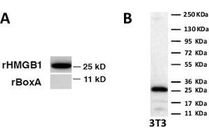 Western Blot on recombinant HM GB1 and Box A. (HMGB1 Antikörper)