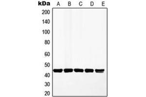 Western blot analysis of MKK1 expression in HeLa (A), A549 (B), MCF7 (C), HepG2 (D), PC12 (E) whole cell lysates. (MEK1 Antikörper  (Center))