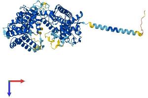 KEL Protein (AA 1-713) (His tag)