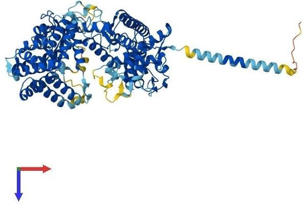 KEL Protein (AA 1-713) (His tag)