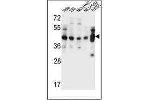 Western blot analysis of GTF2H2C Antibody (C-term) in Hela, 293, NCI-H460, NCI-H292, A2058 cell line lysates (35ug/lane).
