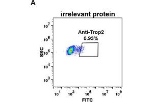 Expi 293 cell line transfected with irrelevant protein (A) and human Trop2 (B) were surface stained with Rabbit anti-Trop2 monoclonal antibody 1 μg/mL (clone: DM74) followed by Alexa 488-conjugated anti-rabbit IgG secondary antibody. (TACSTD2 Antikörper  (AA 27-274))