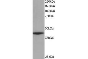 Image no. 2 for anti-Alpha Centractin (ACTR1A) (AA 363-375) antibody (ABIN294628) (ACTR1A Antikörper  (AA 363-375))