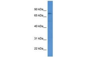 Image no. 1 for anti-Germ Cell Associated 2 (Haspin) (GSG2) (AA 306-355) antibody (ABIN6746851) (GSG2 Antikörper  (AA 306-355))