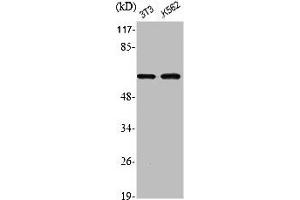 Western Blot analysis of NIH-3T3 K562 cells using Phospho-Akt1 (S246) Polyclonal Antibody (AKT1 Antikörper  (pSer246))