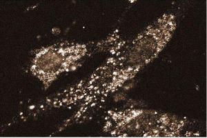 Immunofluorescent staining of WI38 cells. (STX8 Antikörper  (AA 57-164))