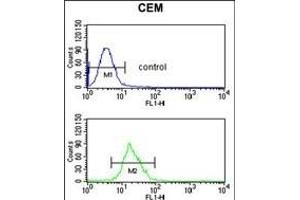 ITGB3 Antibody (C-term) (ABIN652616 and ABIN2842411) flow cytometric analysis of CEM cells (bottom histogram) compared to a negative control cell (top histogram). (Integrin beta 3 Antikörper  (C-Term))