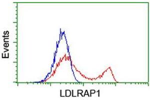 HEK293T cells transfected with either RC206643 overexpress plasmid (Red) or empty vector control plasmid (Blue) were immunostained by anti-LDLRAP1 antibody (ABIN2455230), and then analyzed by flow cytometry. (LDLRAP1 Antikörper)
