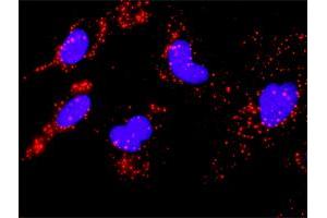 Proximity Ligation Assay (PLA) image for anti-Mitogen-Activated Protein Kinase-Activated Protein Kinase 2 (MAPKAPK2) (AA 302-400) antibody (ABIN563999)