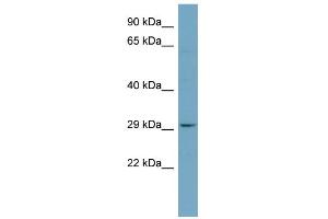 Western Blotting (WB) image for anti-Platelet-Activating Factor Acetylhydrolase 1b, Catalytic Subunit 2 (30kDa) (PAFAH1B2) (N-Term) antibody (ABIN2787713)