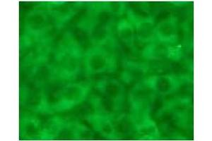 Immunofluorescence (IF) image for anti-Caspase 12 (Gene/pseudogene) (CASP12) (AA 95-318), (N-Term) antibody (ABIN567796) (Caspase 12 Antikörper  (N-Term))