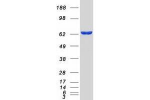 Validation with Western Blot (GBP5 Protein (Transcript Variant 1) (Myc-DYKDDDDK Tag))