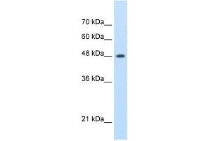 WB Suggested Anti-SMARCE1 Antibody Titration:  0. (SMARCE1 Antikörper  (N-Term))