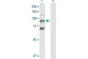 Western Blot analysis of CTAGE6 expression in transfected 293T cell line by CTAGE6 MaxPab polyclonal antibody.